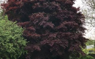 Acer palmatum ou érable japonais | Bryan Ghislain Jardin à Manage, Hainaut