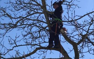 Élagage et abattage de vos arbres : urgences tempête! | Bryan Ghislain Jardin à Manage, Hainaut