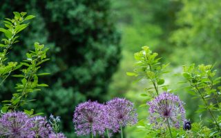 Entretien jardins : plantage de fleurs et taille de haie | BG Jardin à Manage, La Louvière, province du Hainaut